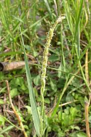 Image result for Panicum pilgeri