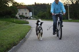 Wertvolle Tipps Zum Fahrradfahren Mit Dem Hund Easy Dogs Fahrrad Fahren Hund Fahrrad Gluckliche Hunde