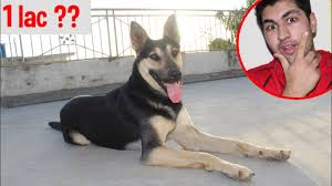 Check spelling or type a new query. My Alsatian Dog Price Youtube