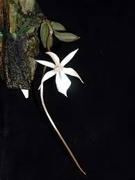 Image result for Aerangis collum-cygni