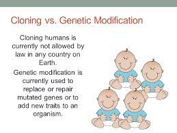 She was born in the uk in 1996 and died in 2003. Cloning Or Genetic Modification What S The Difference Ppt Download