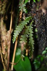 Image result for Trichomanes crispiforme