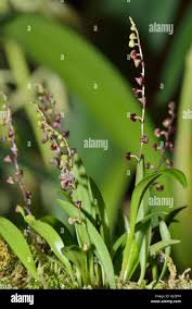 Image result for Microglossa densiflora