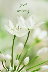 Free download good morning white flowers naturesimagesart. Birthday Wishes Birthday Wishes Expert Morning Flowers Good Morning Flowers Beautiful Flowers