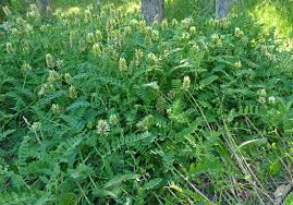 Image result for Cicer