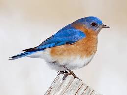 Birds Of Eastern Pa Eastern Bluebird Adult Male Spotted On The Deck Eastern Bluebird