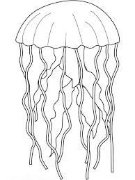Bison (also known as the american buffalo) are the heaviest land animals in north america. Realistic Jelly Fish Coloring Pages Novocom Top