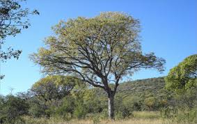 Image result for Kirkia