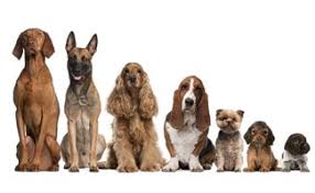 We did not find results for: Dog Breed List We Ve Got Them All Caninejournal Com