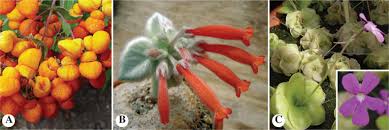 Image result for Deinbollia sp. A