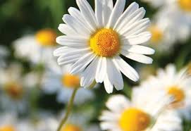 Let's learn the names of 100 different types of flowers from around the world. 48 Types Of White Flowers Proflowers Blog