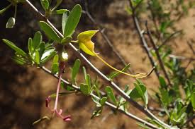 Image result for Cadaba