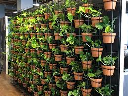 Vertical Garden Racks Indoor Office Plants Hire Melbourne Inscape Indoor Plant Hire