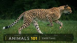 Cheetahs 101
