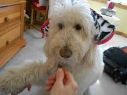 Owner says goodbye to group after losing pet