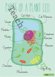 Check spelling or type a new query. Science Teach Starter Plant Cell Plant Cell Project Cells Project