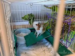 The most innovative solution to your litter box problems. Easy Guinea Pig Litter Box Diy Danielle