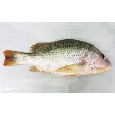 Hai korang,ramaike peminat ikan jenahak. 19 Manfaat Dan Khasiat Ikan Jenahak Untuk Kesehatan
