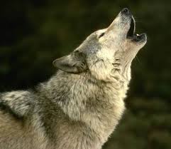 The omega personality is a very unique one. User Blog Bluestarthewolf Wolves In The Wild Alpha And Omega Wiki Fandom