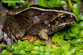 Image result for Aneulophus