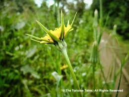 Outside of this array it can be a bothersome, hostile weed. Browse And Search The Tortoise Table Plant Database