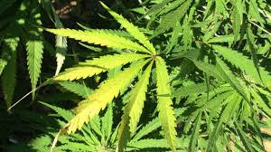Check spelling or type a new query. How To Grow Your Four Marijuana Plants Loop Trinidad Tobago