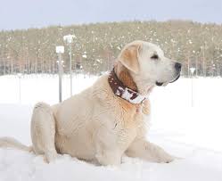Turkish kangal 101 turkish kangal training turkish kangal dog kills wolf turkish kangal in india turkish kangal vs tiger. Turkish Kangal Dog Hunde Informationen Zu Den Bienenarten Omlet