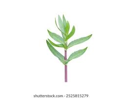 Image result for Enydra