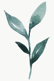 Hand Painted Watercolor Green Leaf Transparent Png Premium Image By Rawpixel Com Sasi