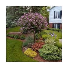 Image result for Syringa meyeri ´Palibin