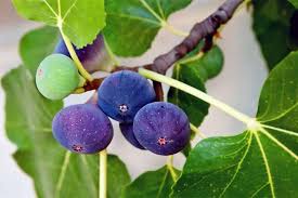 Some will even bear two crops. How To Grow A Fig Tree In Your Backyard Gardener S Path