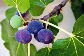The bacteria mainly attack twigs and young shoots. How To Grow A Fig Tree In Your Backyard Gardener S Path