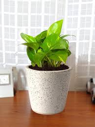 Plants bloom with clusters of lavender flowers in spring and make pods second summer after seeds are sown. Buy Rolling Nature Green Money Plant In White Ceramic Pot For Good Luck Natural Plants For Unisex 5345945 Myntra