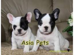 Healthy english bulldog puppies available at very affordable price. French Bulldog Puppy For Sale In Bangalore Best Price