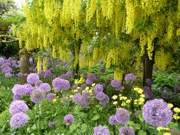 Cotswold Garden Tours 2017 Chelsea Flower Show Annual Garden Highgrove Garden