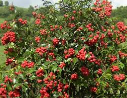 This isn't confined to popular fruit trees like apples or mangoes. Rainberry Fruit Trees Tbq