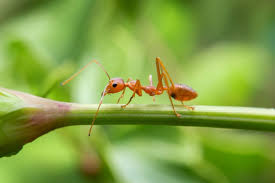 Image result for Fire Ant Sting