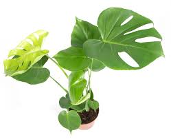 Monstera is a genus of 45 species of flowering plants in the arum family, araceae, native to tropical regions of the americas. Monstera Deliciosa Im 14cm Topf Fensterblatt Hohe Ca 40cm Meingartencenter24 De Garten Online Shop Weber Grill