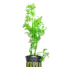 Image result for Ceratopteris thalictroides