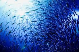 We did not find results for: Studi Baru Populasi Ikan Di Lautan Dunia Menurun Drastis