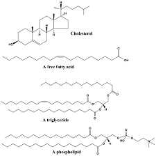 Biochemistry Tests For Food Macromolecules Carbohydrates Lipid Wikipedia The Free Encyclopedia Biochemistry Plant Cell Diagram Macromolecules