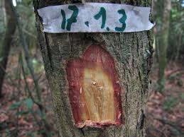 Image result for Erythroxylum zambesiacum