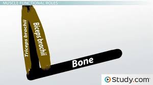 Muscle Origin And Insertion Definition And Actions