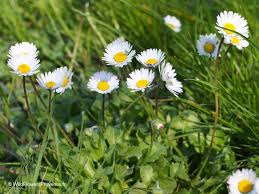 Image result for Bellis