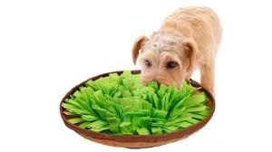 But there are two major differences between you and your dog's dental health and care; Dog Supplies You Need According To Vets Cnn