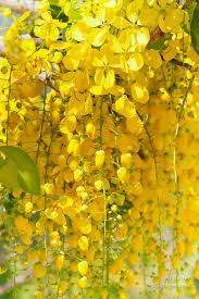 Pin By Green Way On Flowers And Gardening Yellow Flowers Yellow Tree Wisteria Tree