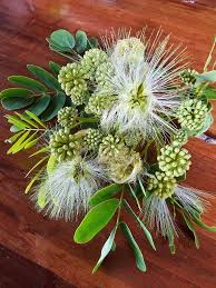 Image result for Dasylepis eggelingii