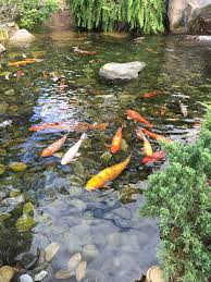 Japanese Gardens Koi Ponds Google Search Ponds Backyard Fish Ponds Backyard Pond Landscaping