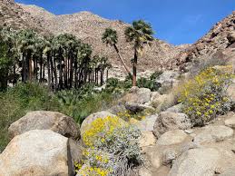 Check spelling or type a new query. Anza Borrego Desert State Park Limits Oasis Trail To 4 Hour Daily Window Because Of Weather Danger