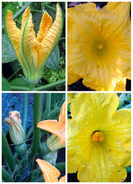Mid morning is probably the best time to pollinate your squash, as the flowers should naturally open by then, but if they have not opened yet, you can gently peel them open with your fingers separating the petals and exposing the anthers and pistils. Squash Flowers Awkward Botany